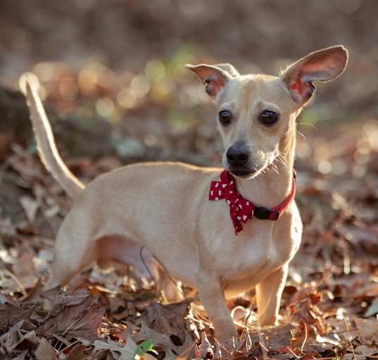 Photo of Tucker