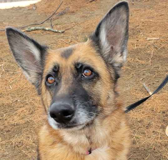 Photo of Skyler - Sweet Shepherd