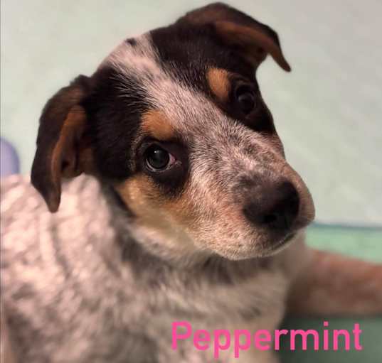 Photo of Peppermint