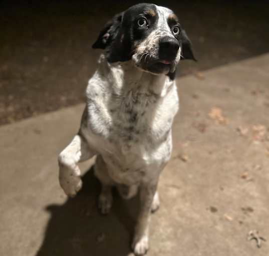 Photo of Blue