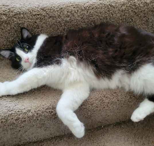 Photo of Sylvester