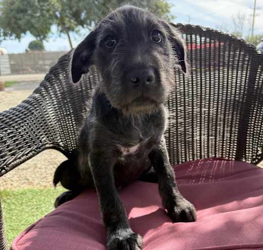Photo of Beau