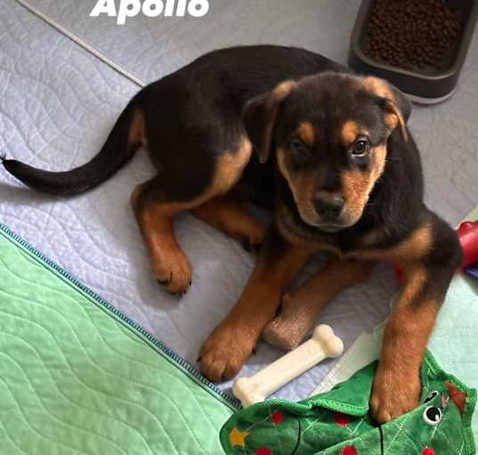Photo of Apollo