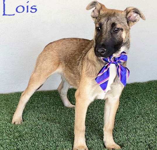 Photo of Lois