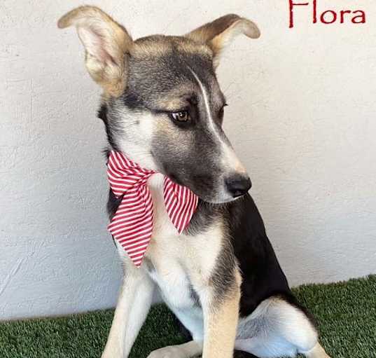Photo of Flora