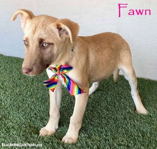 Photo of Fawn