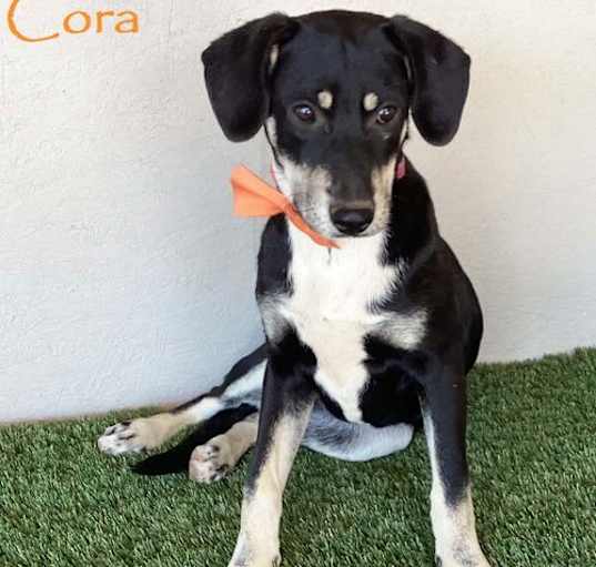 Photo of Cora