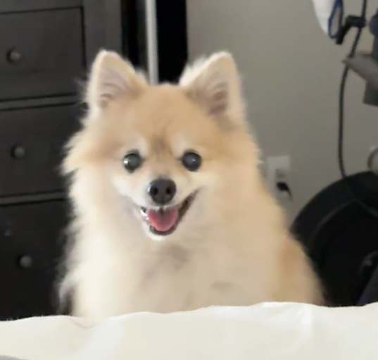 Photo of Ziggy
