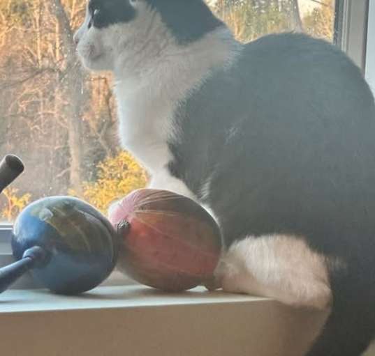 Photo of Oreo