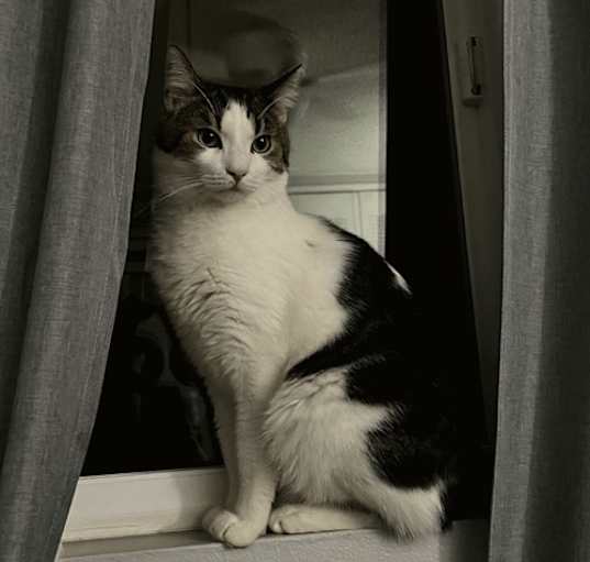 Photo of Louie