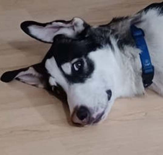 Photo of Timber