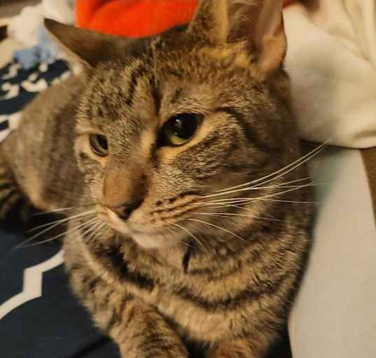 Photo of Lalli
