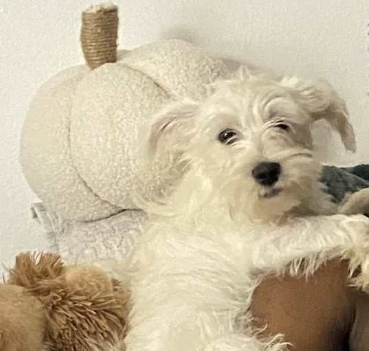 Photo of Truce