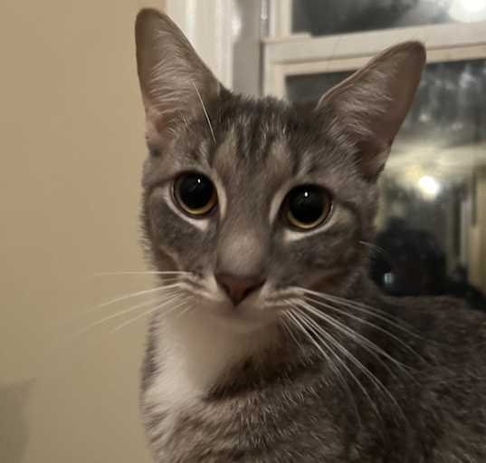 Photo of Mouse