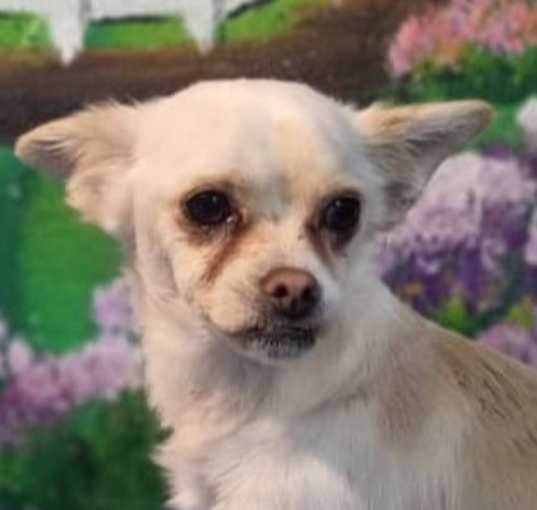Photo of Cooper (Mid-East) sm