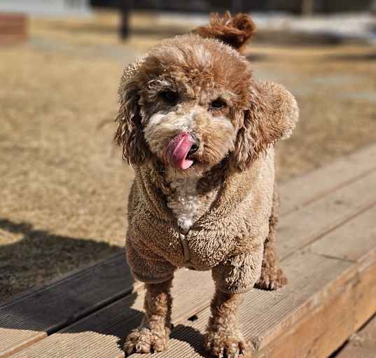 Photo of Bit