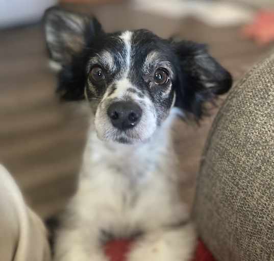Photo of Joey