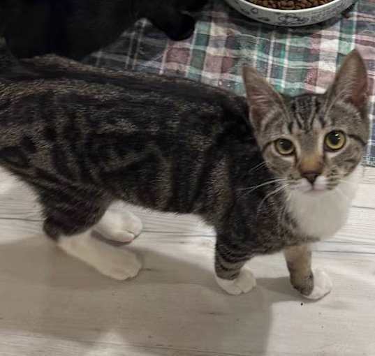 Photo of Juniper