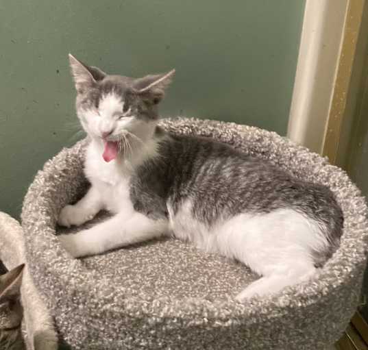 Photo of Boyd bonded with Hairball