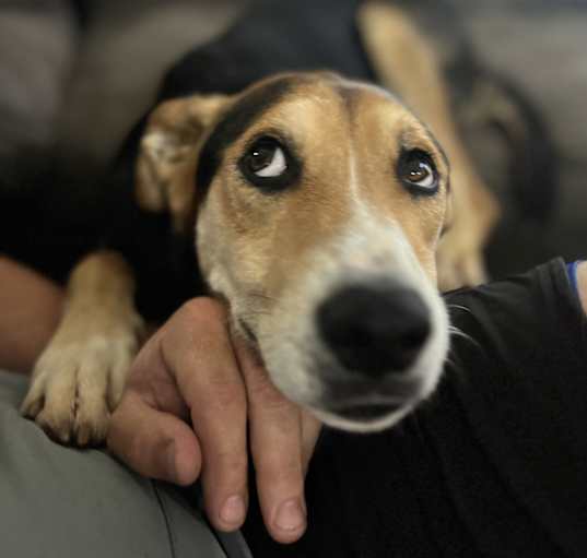 Photo of Bruno
