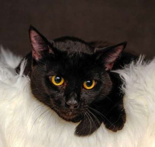 Photo of Valentine