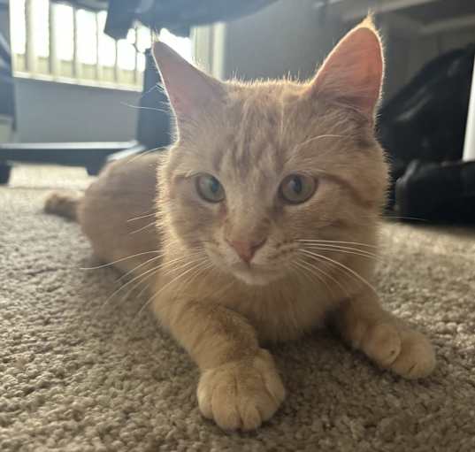 Photo of Levi