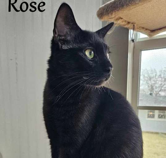 Photo of Rose 7