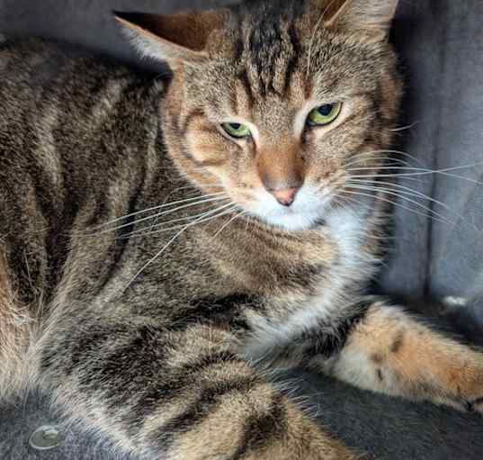 Photo of Kenny Kool Cat