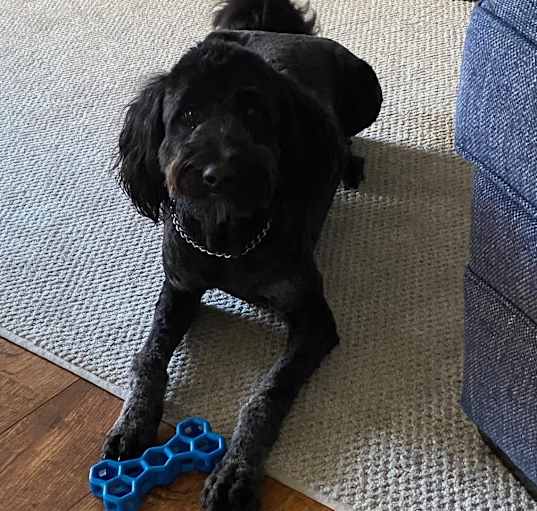 Photo of Riley
