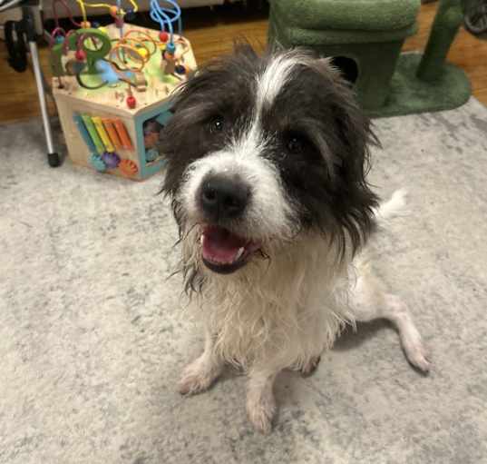 Photo of Scrappy