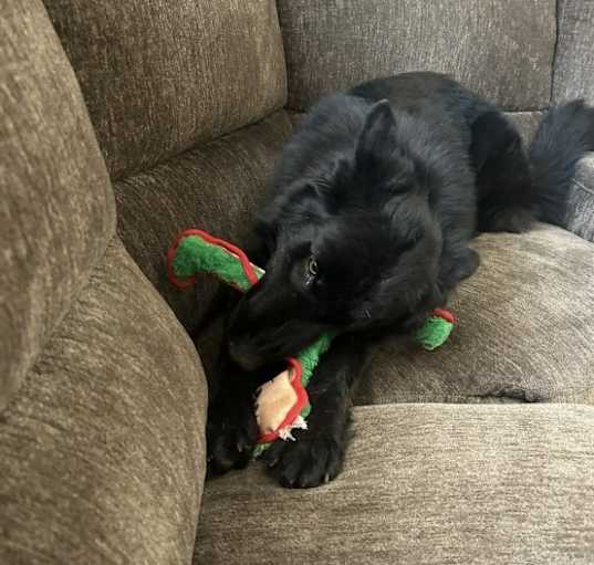 Photo of Loki