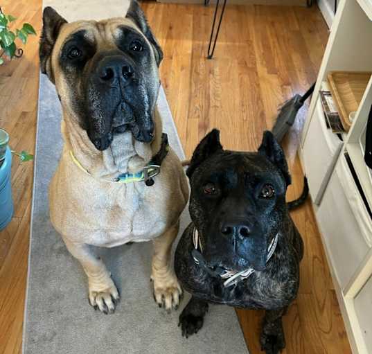 Photo of Kash and Boss