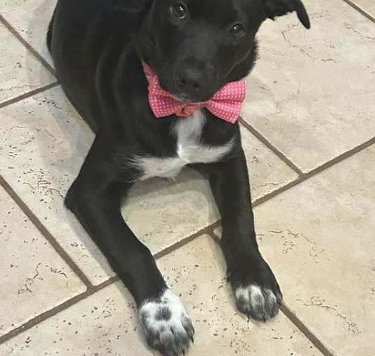 Photo of Gracie