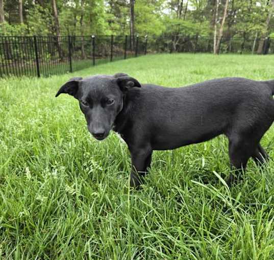 Photo of Sadie