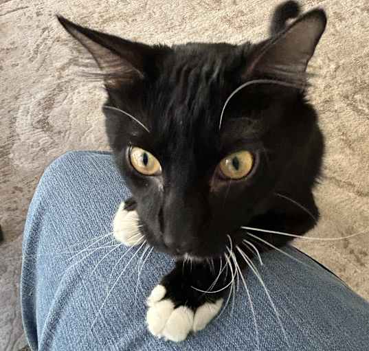Photo of Batman