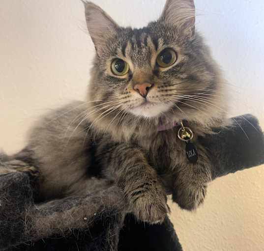 Photo of Lola