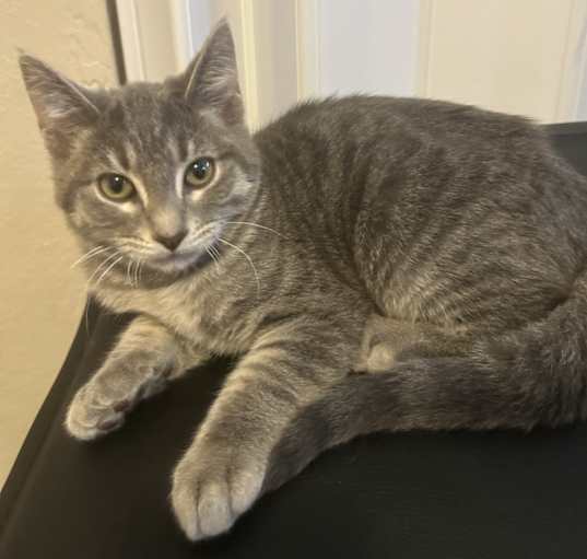 Photo of Kitten1