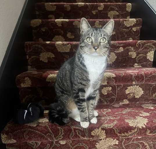 Photo of Yogi C