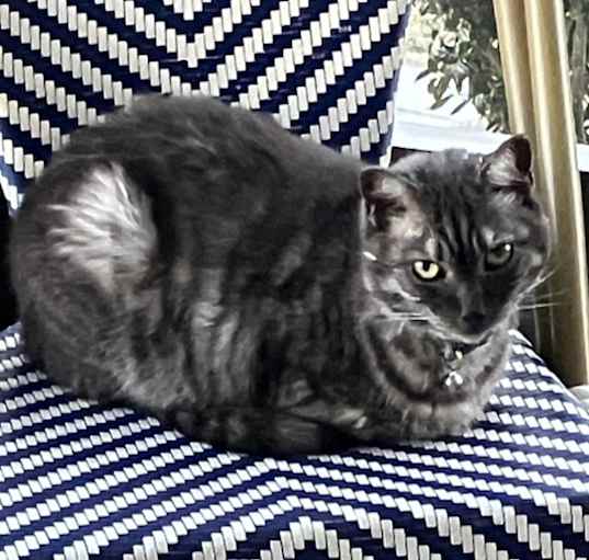 Photo of Amber