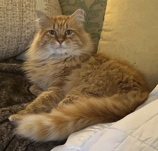 Photo of Rex (aka Robert Rexfurd)