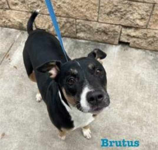 Photo of Brutus
