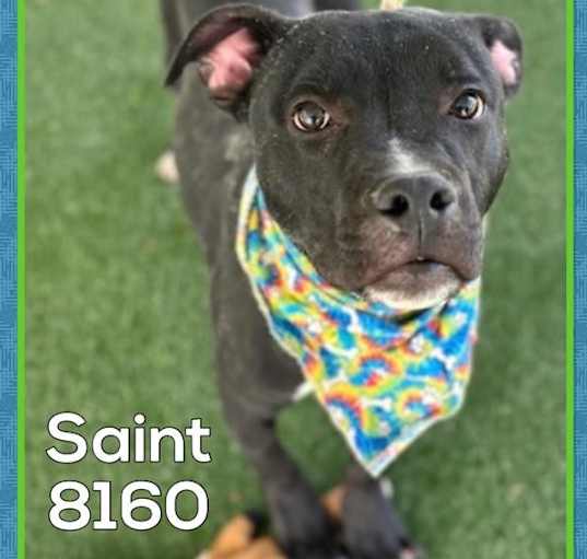 Photo of Saint (21)