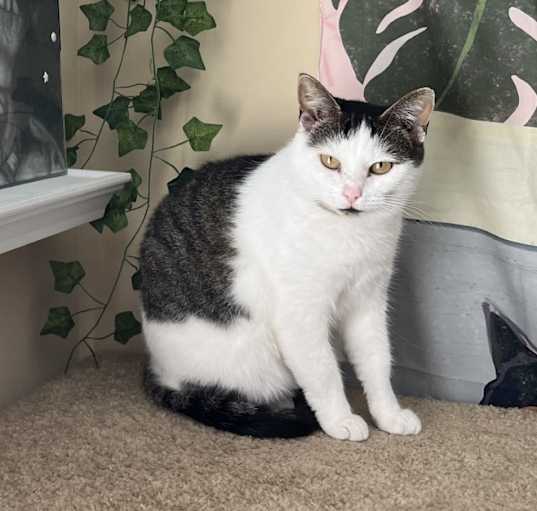 Photo of Pimento