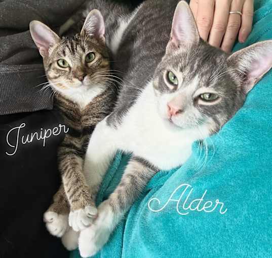 Photo of siblings Juniper & Alder