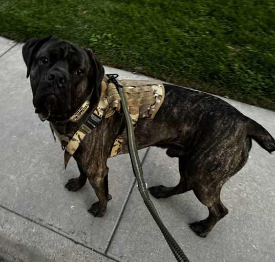 Photo of Oddy