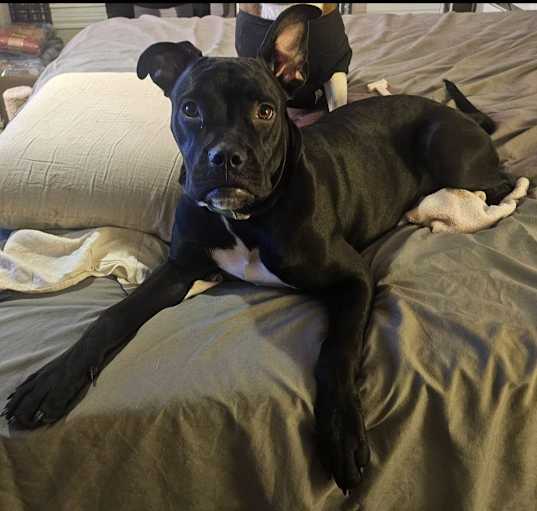 Photo of Onyx
