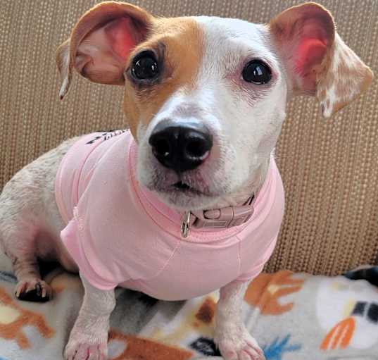 Photo of Misty