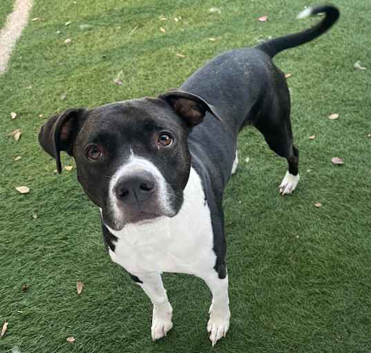 Photo of Goose