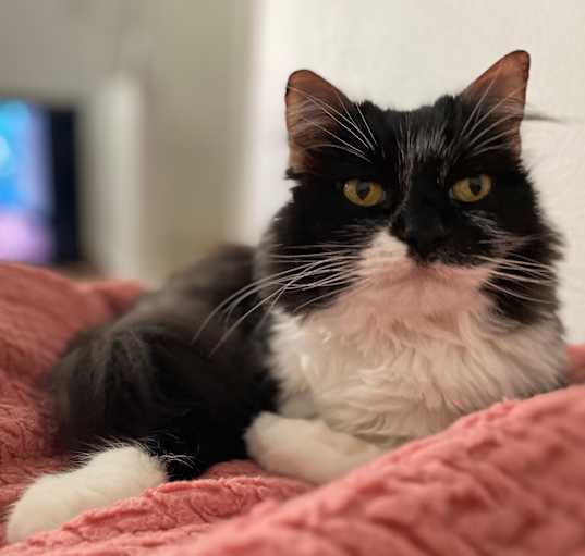 Photo of Molly