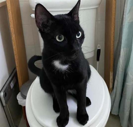 Photo of Binx